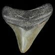 Juvenile Megalodon Tooth #69322-2